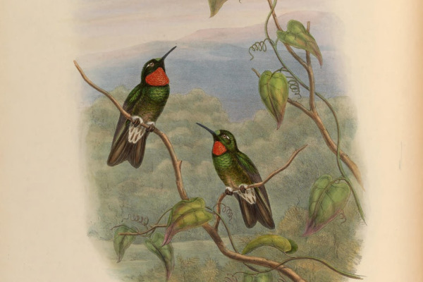Purple-throated Sunangel