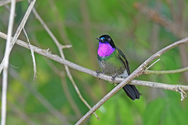 Purple-throated Sunangel