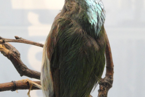 Purple-throated Woodstar