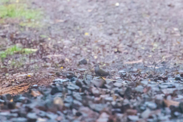 Purplish-backed Quail-Dove
