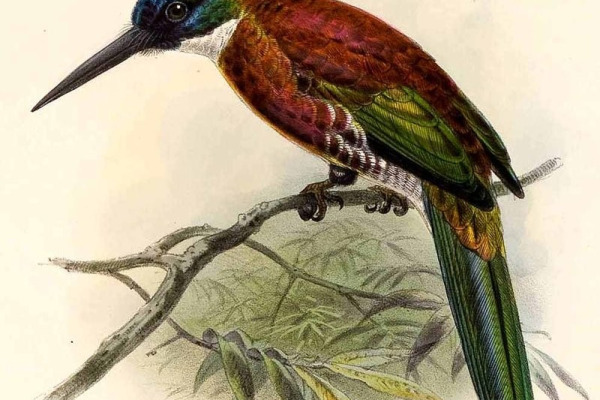 Purplish Jacamar