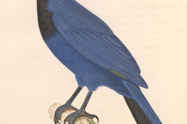 Purplish Jay