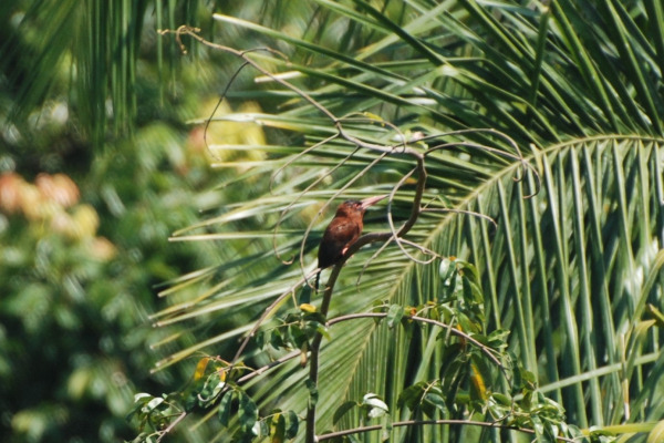 Purus Jacamar
