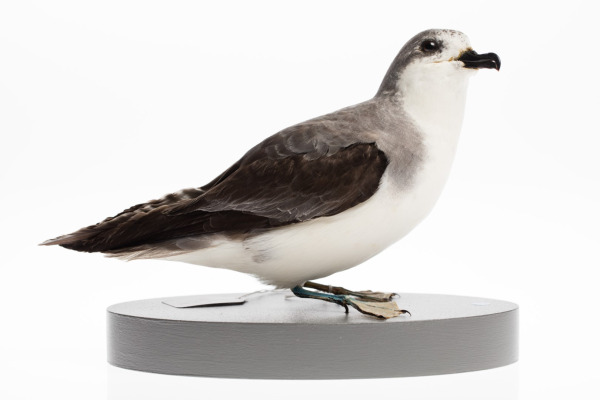 Pycroft's petrel