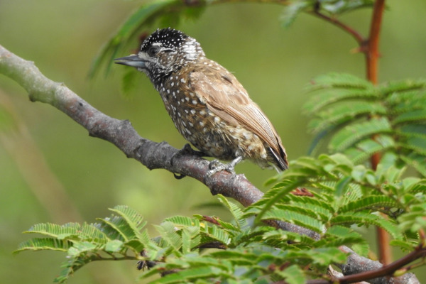 Pygmy Piculet