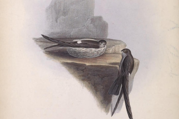 Pygmy Swiftlet