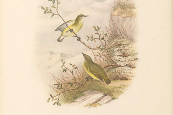 Pygmy Wren-Babbler
