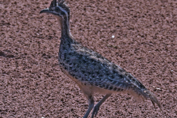 Quebracho crested tinamou