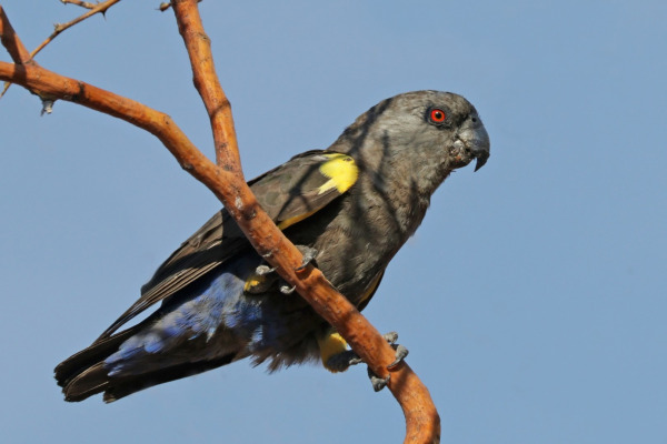 Rüppell's parrot