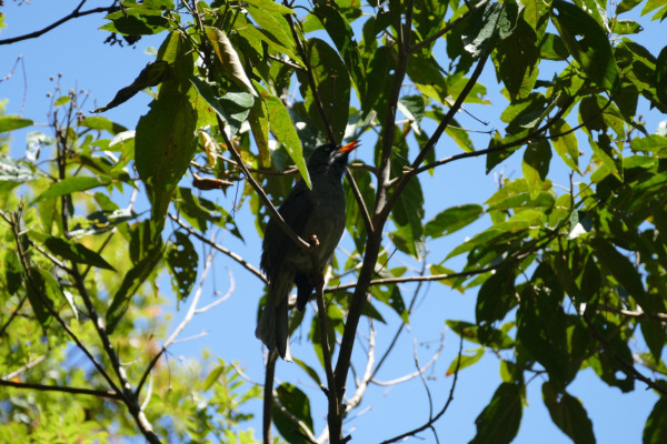 Réunion bulbul