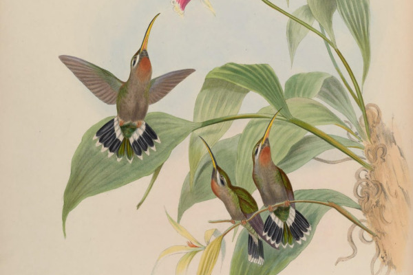 Racket-tailed Coquette