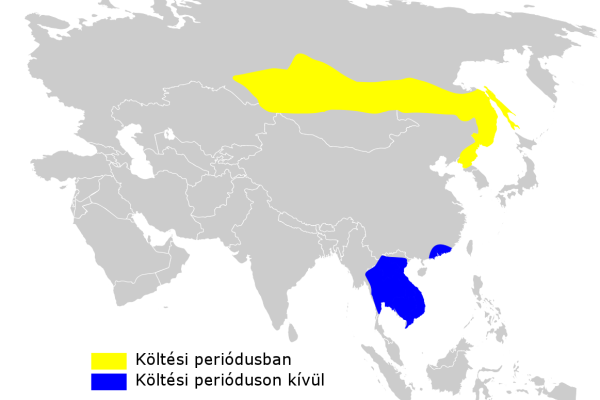 Radde's Warbler