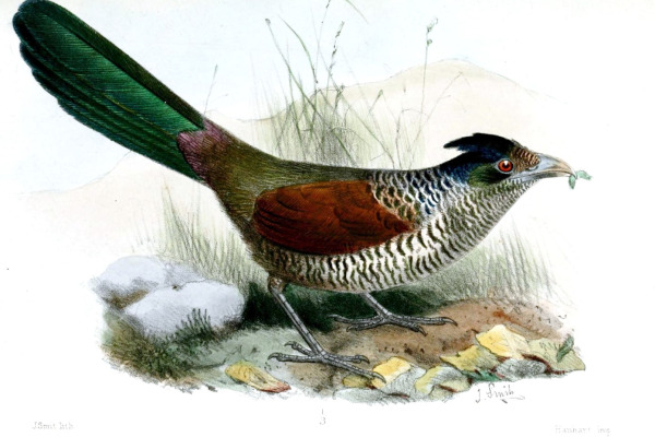 Radiolated Puffbird