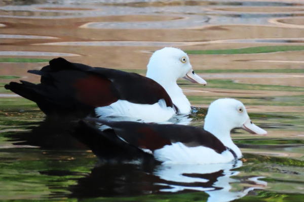 Radjah Shelduck