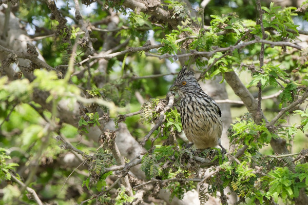 Raimondi's Woodpecker