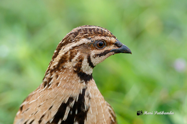 Rain Quail