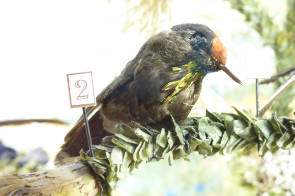 Rainbow-bearded Thornbill