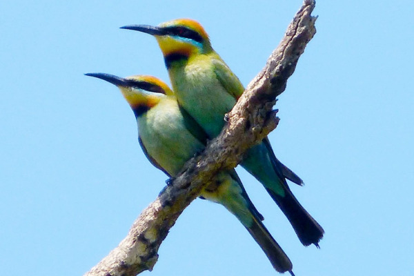 Rainbow Bee-eater