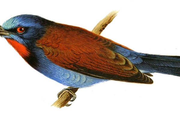 Rainbow Bee-eater
