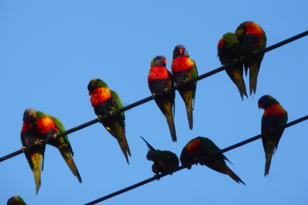Rainbow Lorikeet