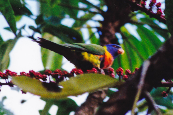 Rainbow Lorikeet