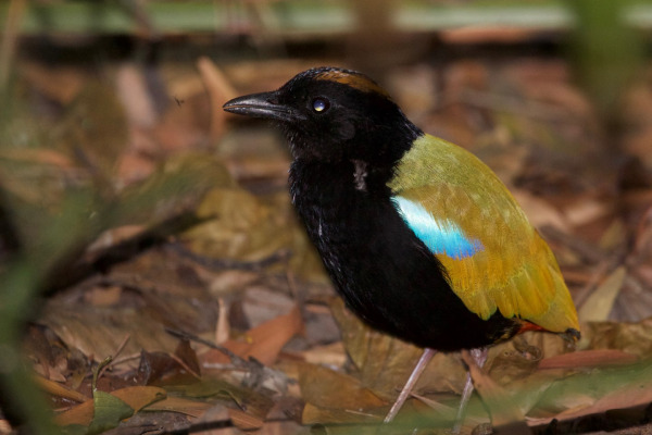 Rainbow Pitta