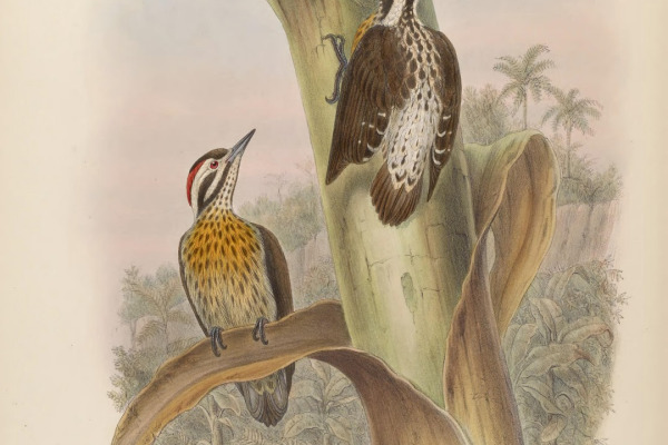 Ramsay's Woodpecker