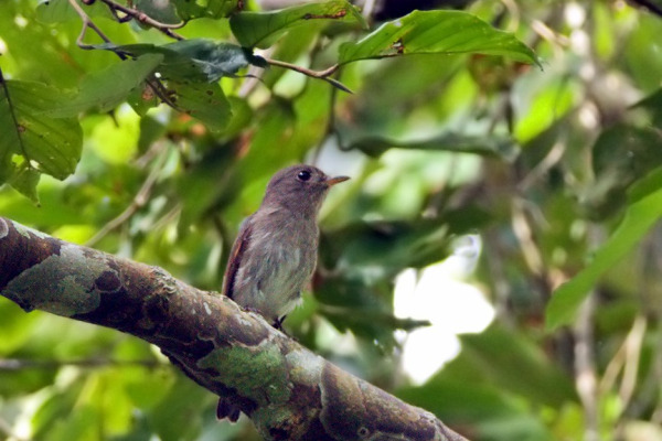 Rand's flycatcher