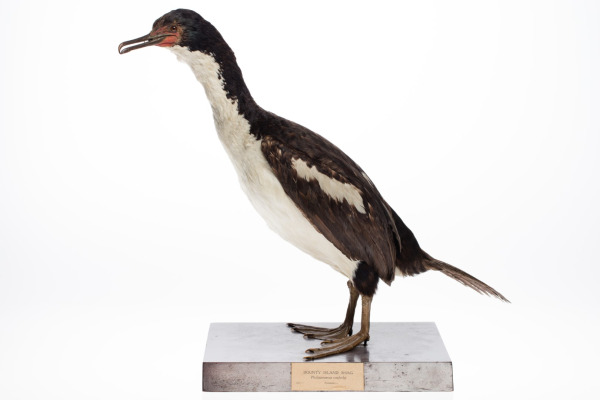 Ranfurly's shag