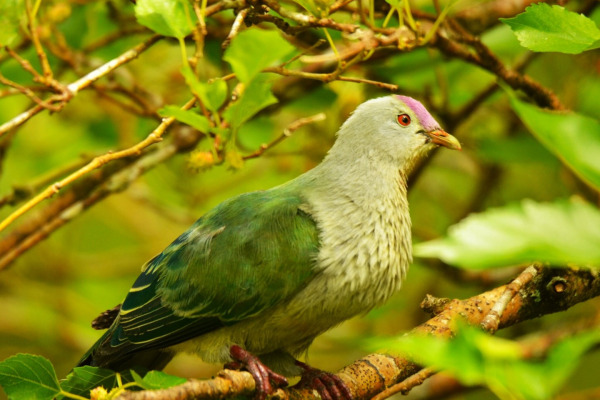 Rarotonga Fruit Dove