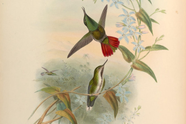 Recurved-billed Avocet
