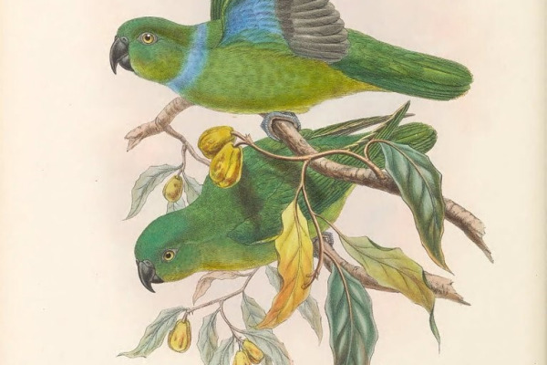 Red-and-blue Lory