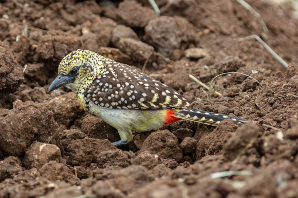 Red-and-yellow Barbet