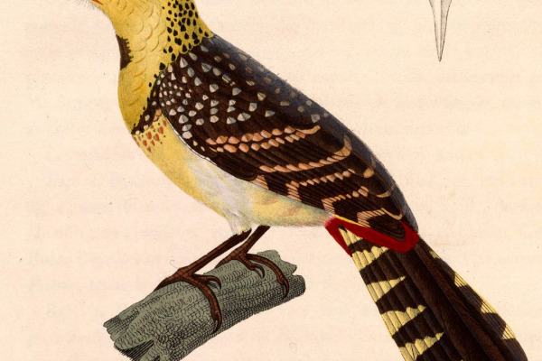 Red-and-yellow Barbet