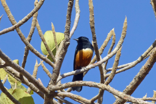 Red-and-yellow Barbet