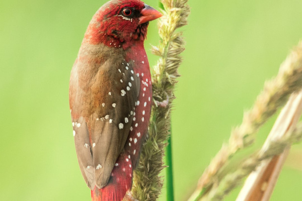 Red Avadavat