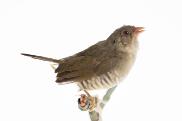Red Avadavat
