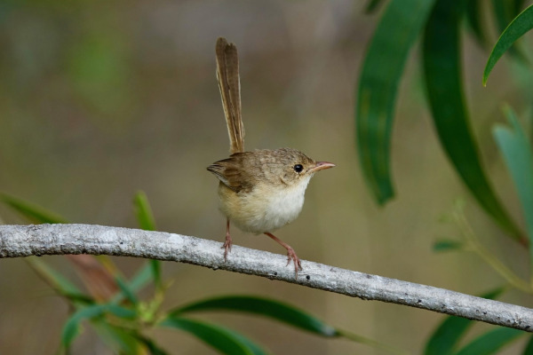 Red-backed Fairywren