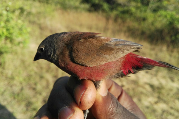 Red-backed Firefinch