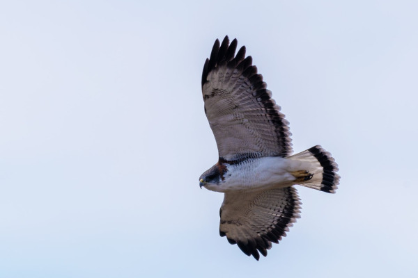 Red-backed Hawk