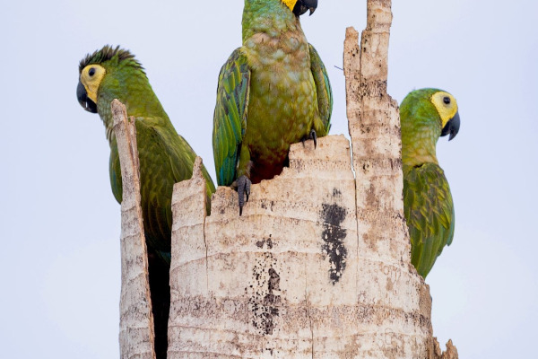 Red-bellied macaw