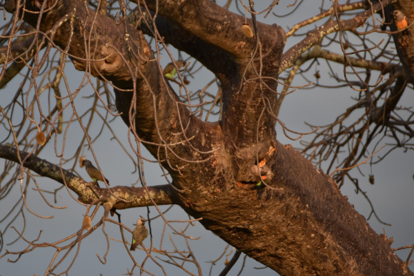 Red-bellied parrot