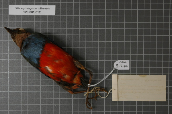 Red-bellied Pitta