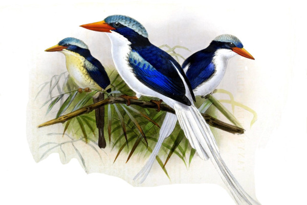 Red-bellied Pitta