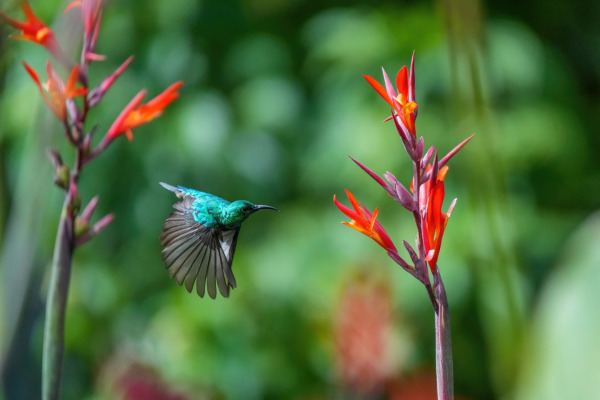 Red-bellied Sunbird