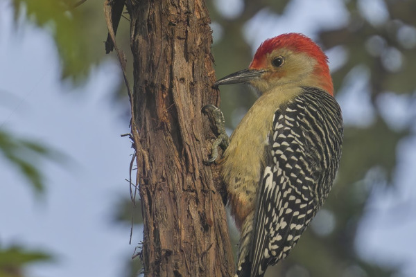 Red-bellied Woodpecker