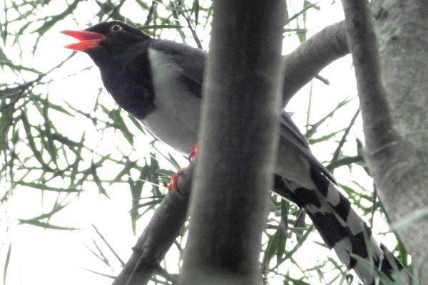 Red-billed Blue Magpie