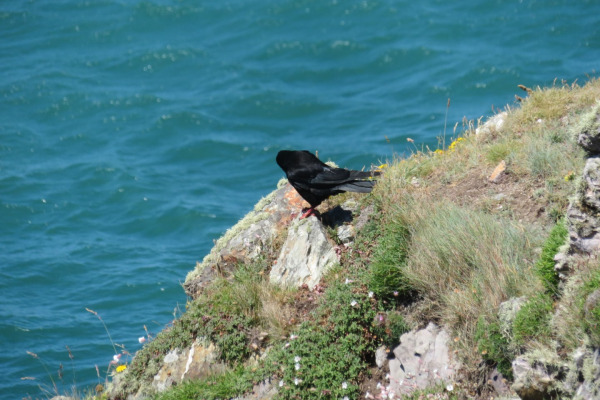Red-billed Chough
