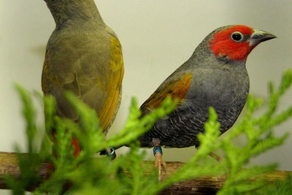 Red-billed Firefinch