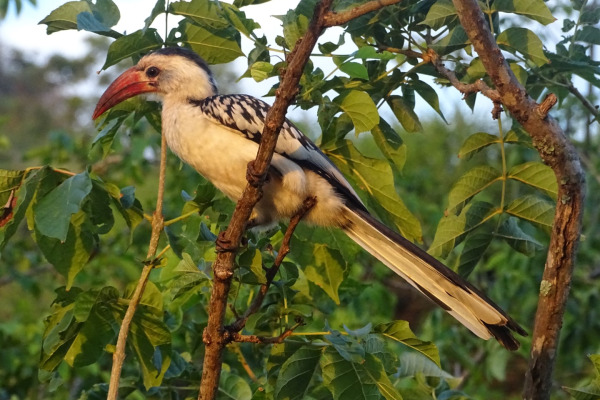 Red-billed Hornbill